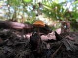 Tubaria conspersa image