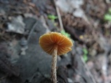 Tubaria conspersa image