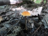 Tubaria conspersa image