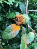 Gymnosporangium clavipes image