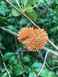 Gymnosporangium clavipes image