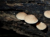 Crepidotus crocophyllus image