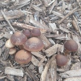 Psathyrella bipellis image