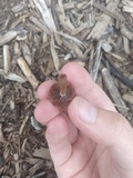 Psathyrella bipellis image
