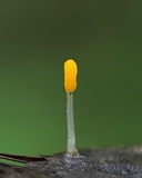 Mitrula elegans image