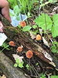 Rhizomarasmius pyrrhocephalus image