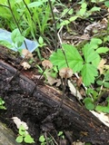 Rhizomarasmius pyrrhocephalus image
