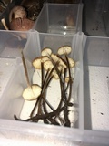 Rhizomarasmius pyrrhocephalus image