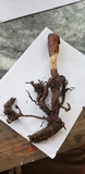 Ophiocordyceps heteropoda image