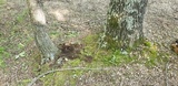 Ophiocordyceps heteropoda image