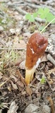 Ophiocordyceps heteropoda image