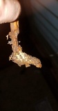 Ophiocordyceps heteropoda image