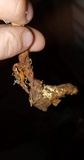 Ophiocordyceps heteropoda image