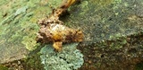 Ophiocordyceps heteropoda image