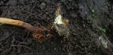 Ophiocordyceps heteropoda image