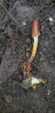 Ophiocordyceps heteropoda image
