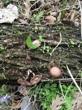 Psathyrella bipellis image