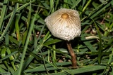 Chlorophyllum hortense image