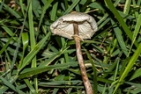 Chlorophyllum hortense image
