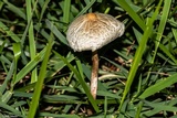 Chlorophyllum hortense image