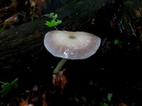 Pluteus saupei image