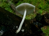 Pluteus saupei image