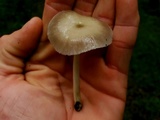 Pluteus saupei image