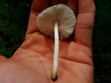 Pluteus saupei image