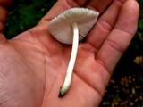 Pluteus saupei image