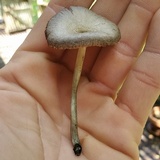 Pluteus saupei image