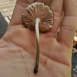 Pluteus saupei image