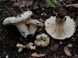 Lactarius psammicola image