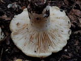Lactarius psammicola image