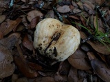 Lactarius psammicola image