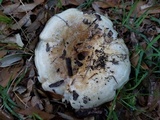 Lactarius psammicola image