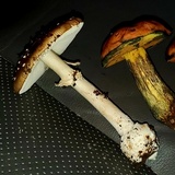 Amanita multisquamosa image