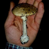 Amanita multisquamosa image
