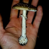 Amanita multisquamosa image