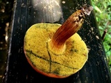 Hortiboletus campestris image