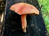 Hortiboletus campestris image