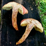 Hortiboletus campestris image