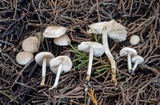 Marasmius albogriseus image