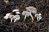 Marasmius albogriseus image