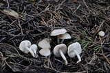 Marasmius albogriseus image