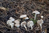 Marasmius albogriseus image