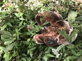 Laetiporus persicinus image