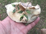 Laetiporus persicinus image