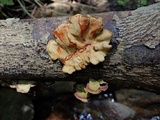 Stereum versicolor image