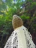 Phallus indusiatus image
