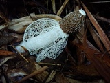 Phallus indusiatus image